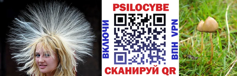 Псилоцибиновые грибы Psilocybe  Бугульма 